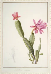 Cactus Speciosus